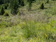 Almwiese, Gräser / Patscherkofel, Tirol, Austria