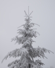 verschneiter Baum im Nebel