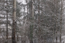 Bäume im Schneetreiben