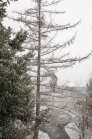 Bäume im Schneetreiben / Lärche