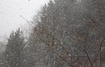 Bäume im Schneetreiben