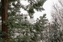 Sequoia Baum im Schneetreiben