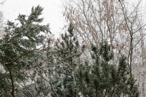 Bäume im Schneetreiben