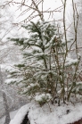 junge Fichte im Schneetreiben