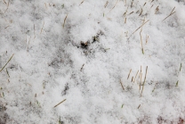 schneebedeckte Wiese / Grashalme im Schnee