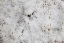 schneebedeckte Wiese / Grashalme im Schnee