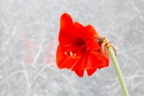 rote Amaryllis belladonna 