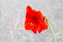 rote Amaryllis belladonna 