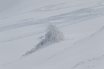 junge Lärche im Schnee