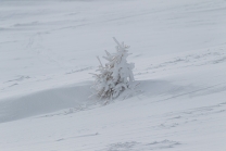 junge Lärche im Schnee