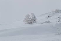 junge Lärche im Schnee