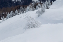 junge Lärche im Schnee