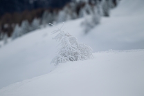 junge Lärche im Schnee