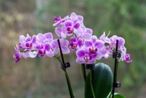 Phalaenopsis, Orchidee