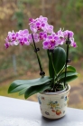 Phalaenopsis, Orchidee
