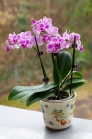 Phalaenopsis, Orchidee