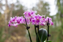 Phalaenopsis, Orchidee