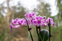 Phalaenopsis, Orchidee