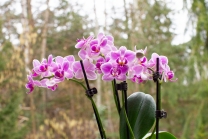 Phalaenopsis, Orchidee