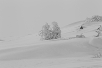 junge Lärche im Schnee