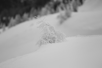 junge Lärche im Schnee