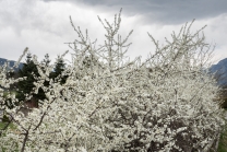 Schlehdorn, Schlehendorn, Prunus spinosa, Blüten der Schlehe