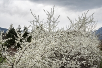 Schlehdorn, Schlehendorn, Prunus spinosa, Blüten der Schlehe