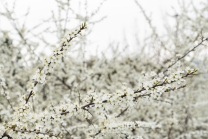 Schlehdorn, Schlehendorn, Prunus spinosa, Blüten der Schlehe