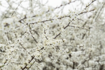 Schlehdorn, Schlehendorn, Prunus spinosa, Blüten der Schlehe