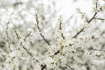 Schlehdorn, Schlehendorn, Prunus spinosa, Blüten der Schlehe