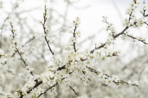 Schlehdorn, Schlehendorn, Prunus spinosa, Blüten der Schlehe