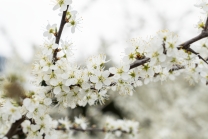 Schlehdorn, Schlehendorn, Prunus spinosa, Blüten der Schlehe