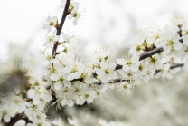 Schlehdorn, Schlehendorn, Prunus spinosa, Blüten der Schlehe