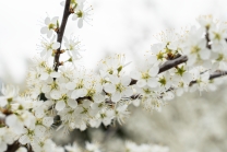 Schlehdorn, Schlehendorn, Prunus spinosa, Blüten der Schlehe