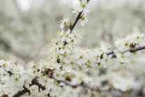 Schlehdorn, Schlehendorn, Prunus spinosa, Blüten der Schlehe