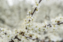 Schlehdorn, Schlehendorn, Prunus spinosa, Blüten der Schlehe