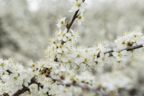 Schlehdorn, Schlehendorn, Prunus spinosa, Blüten der Schlehe