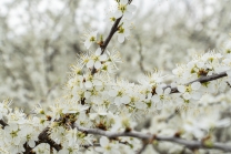 Schlehdorn, Schlehendorn, Prunus spinosa, Blüten der Schlehe