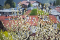 blühender Kirschbaum im Frühling / Kirschblüte