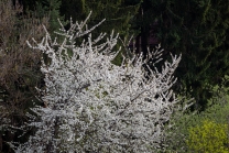 blühender Kirschbaum im Frühling / Kirschblüte