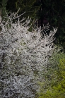 blühender Kirschbaum im Frühling / Kirschblüte