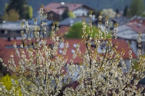 blühender Kirschbaum im Frühling / Kirschblüte