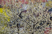 blühender Kirschbaum im Frühling / Kirschblüte