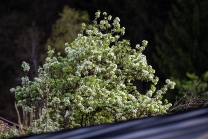 blühener Birnbaum im Frühling / Birnbaumblüte