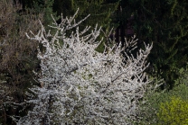 blühender Kirschbaum im Frühling / Kirschblüte