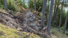 Wurzelbruch, entwurzelte Fichten, Bäume / Patscherkofel, Tirol, Austria