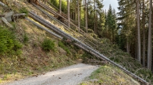 entwurzelte Fichten, Bäume liegen über einem Forstweg / Patscherkofel, Tirol, Austria