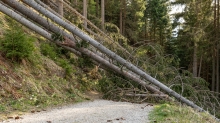 entwurzelte Fichten, Bäume liegen über einem Forstweg / Patscherkofel, Tirol, Austria
