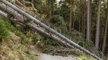 entwurzelte Fichten, Bäume liegen über einem Forstweg / Patscherkofel, Tirol, Austria