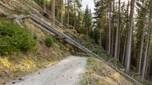 entwurzelte Fichten, Bäume liegen über einem Forstweg / Patscherkofel, Tirol, Austria